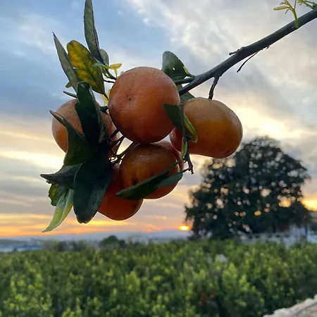 In - Mandarina With Incredible View * Alzira